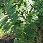 Sorbus scalaris Leaf