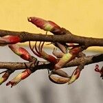 Cercidiphyllum japonicum Bark