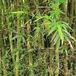 Bambusa vulgaris Лист