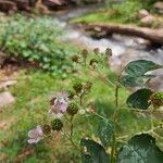 Rubus armeniacusFlower