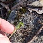 Pterostylis ophioglossa Yaprak