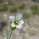 Sabulina verna Flor