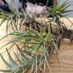 Tillandsia aeranthos 葉