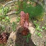 Orobanche rapum-genistae Blad