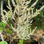 Tetradenia urticifolia Blüte