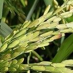 Oryza sativa Плід