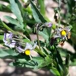 Solanum endoadenium