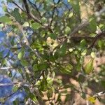 Corokia cotoneaster Leaf