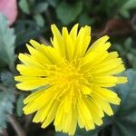 Crepis bursifolia Flower