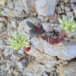 Petrosedum ochroleucumЦветок