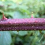 Rubus radula Bark