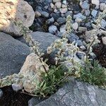 Artemisia genipi Habit