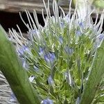 Eryngium planum Flower