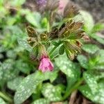 Pulmonaria officinalis Habitus