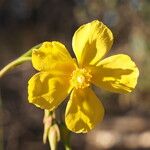 Tuberaria lignosa Blodyn