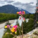 Corydalis sempervirensBloem