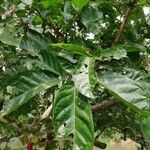 Kigelia africana Yaprak