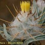 Centaurea eriophora Ffrwyth