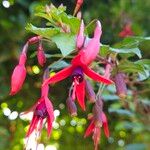 Fuchsia magellanica Kwiat