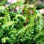 Asplenium viride Yaprak