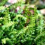 Asplenium viride Hoja