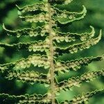 Dryopteris oreades 葉