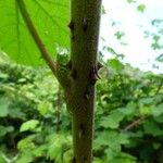 Rubus alceifolius Bark