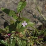 Epilobium roseum Flors