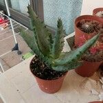 Aloe aculeataDeilen