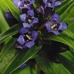 Gentiana cruciata പുഷ്പം