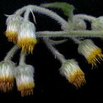 Blumea hieraciifolia