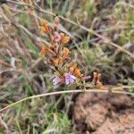 Dyschoriste hildebrandtii Blomst