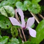 Cyclamen hederifolium Flower