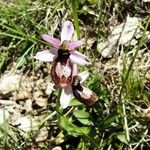 Ophrys × flavicans Blomma