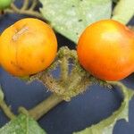 Solanum aturense