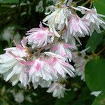 Deutzia crenata പുഷ്പം