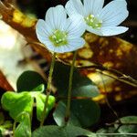 Oxalis acetosella Floare