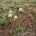 Cyperus niveus Λουλούδι