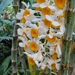 Dendrobium thyrsiflorum Flor
