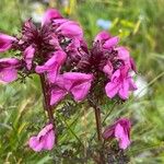 Pedicularis rostratocapitata ফুল