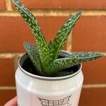 Aloe variegata Φύλλο