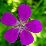 Geranium palustreBlomst