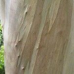 Eucalyptus globulus Bark