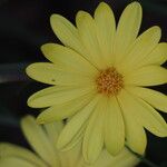 Calendula suffruticosa Blüte