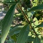 Eupatorium altissimum Levél