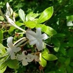 Rhododendron viscosum 花