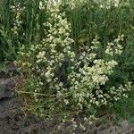 Galium mollugo Συνήθη χαρακτηριστικά