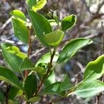 Schinus patagonica Leaf