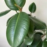 Ficus elastica Roxb.Leaf