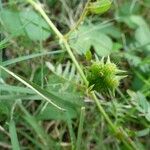 Tribulus cistoides Gyümölcs